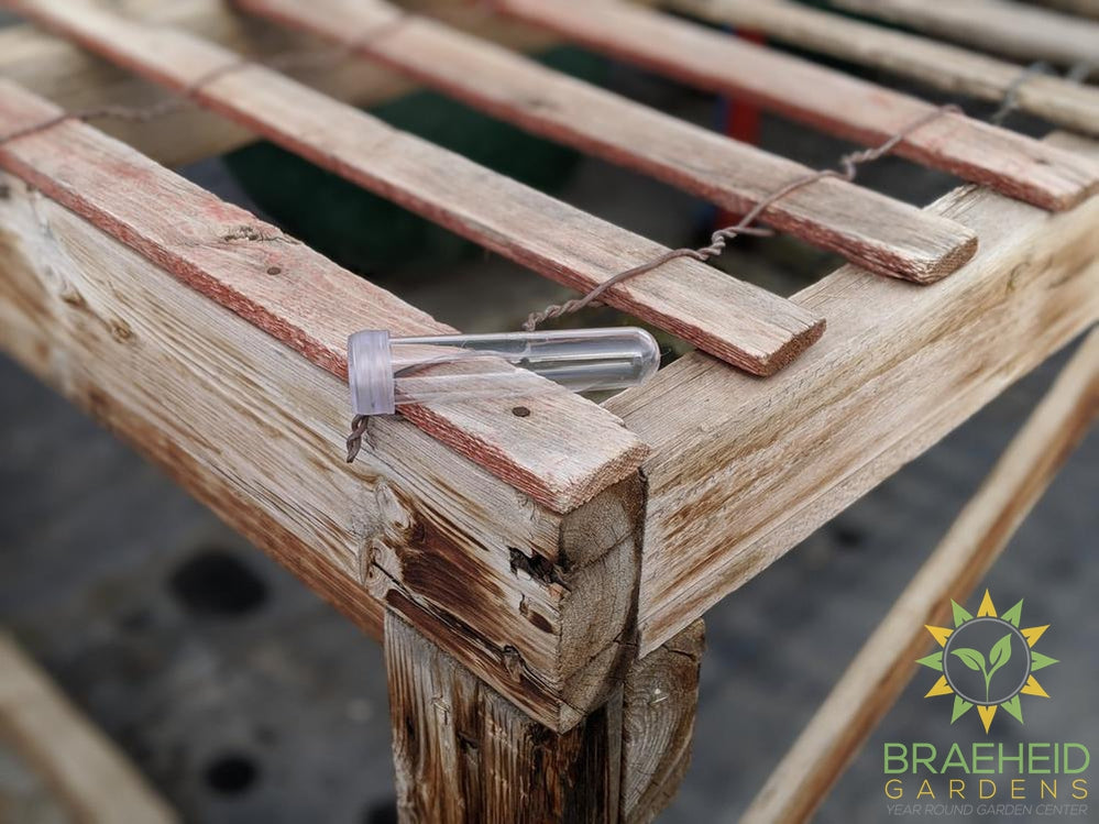 Aquatube - Cuts / Rooting Vial