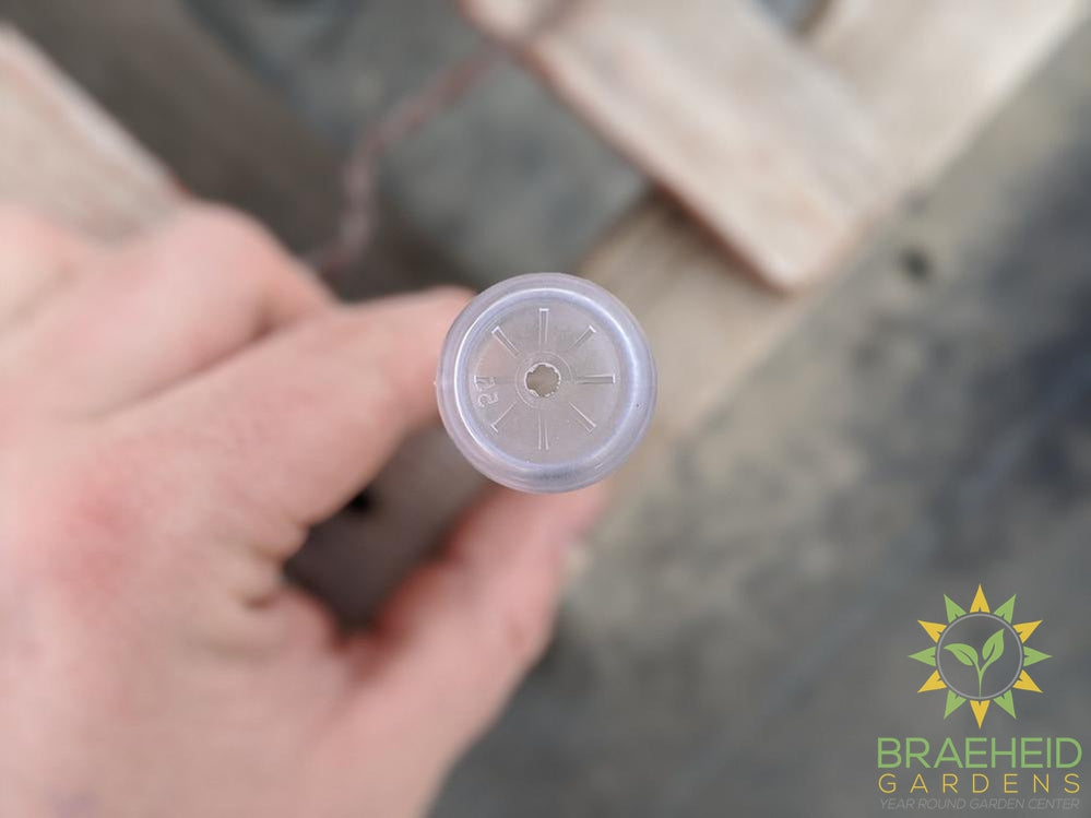 Aquatube - Cuts / Rooting Vial