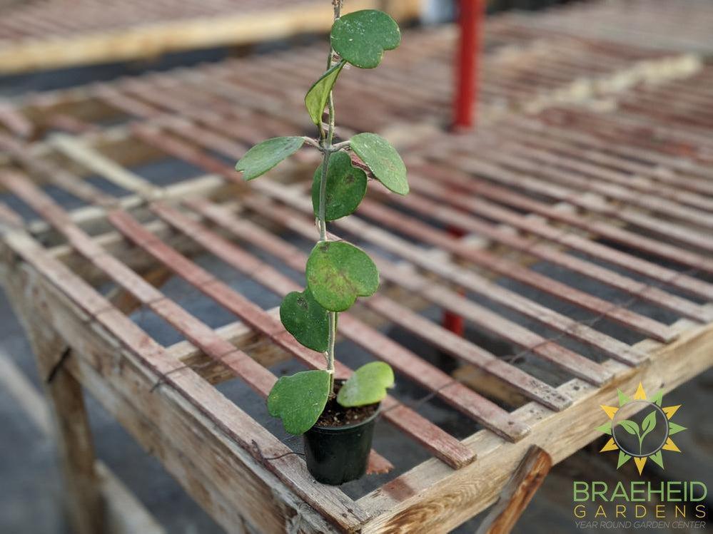 Shop online Hoya Kerrii Canada wide