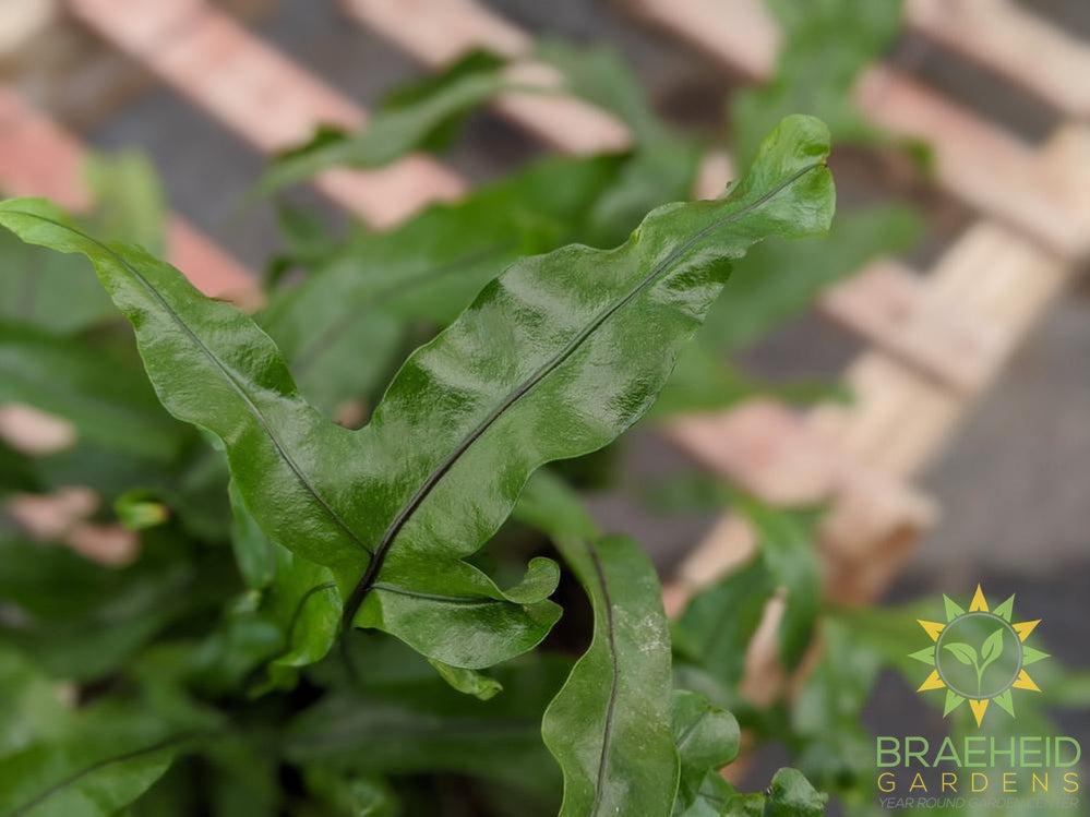 Kangaroo Fern