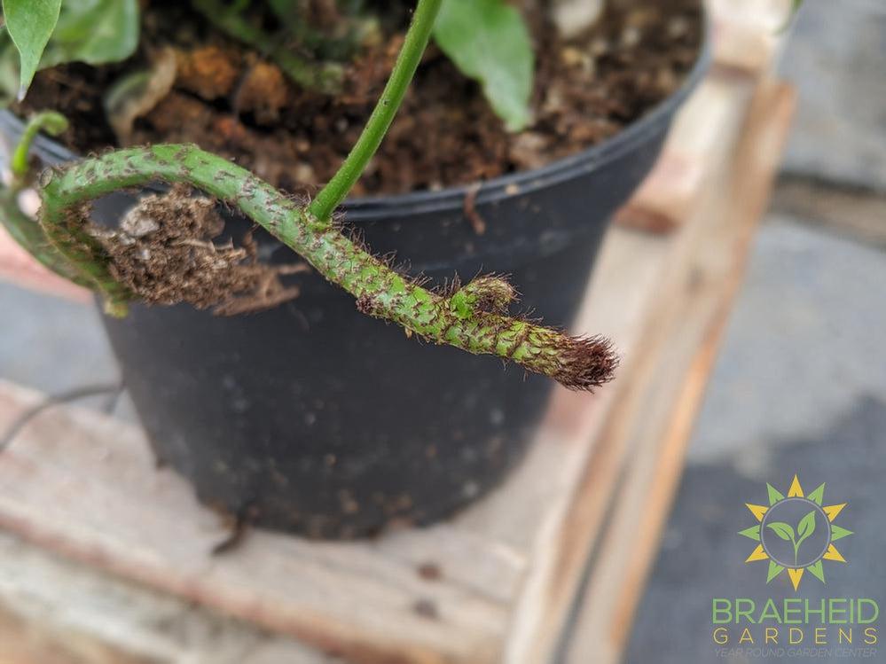 Kangaroo Fern
