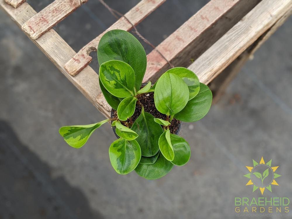 Peperomia Obtusifolia "Green Variegated"