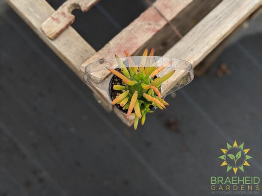 Opuntia Eve's Needle