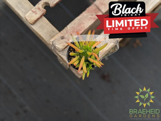 Opuntia Eve's Needle