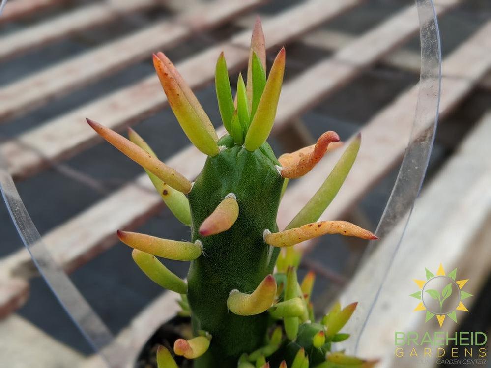 Opuntia Eve's Needle