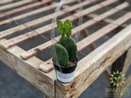 Opuntia 'Emerald Wave'