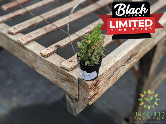 Opuntia Monocantha Montrose Variegata