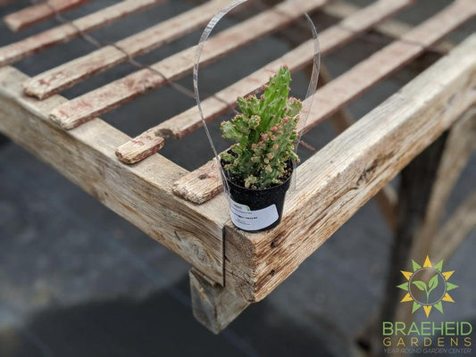 Opuntia Monocantha Montrose Variegata