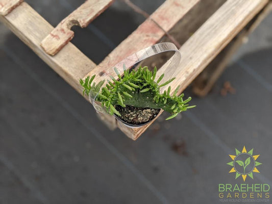 Opuntia Eve's Needle Crest