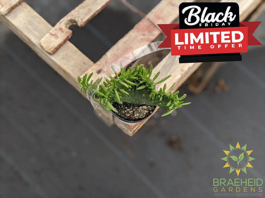 Opuntia Eve's Needle Crest