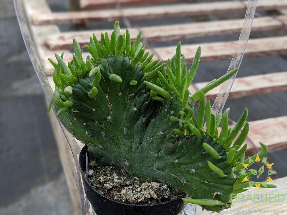 Opuntia Eve's Needle Crest