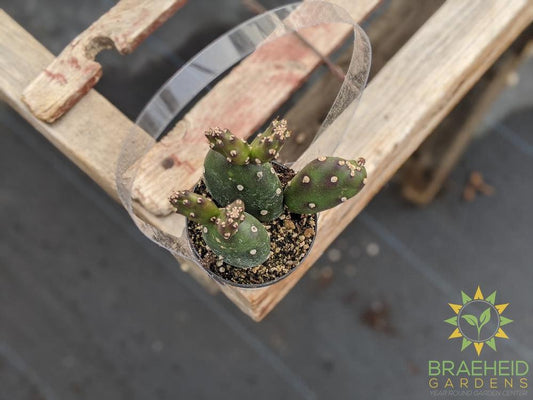 Opuntia Johnson's Hybrid