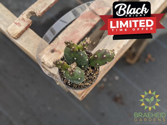 Opuntia Johnson's Hybrid