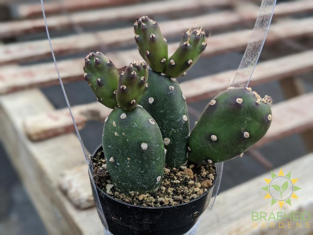 Opuntia Johnson's Hybrid