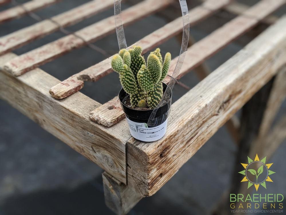 Opuntia Microdasys 'Bunny Ears'