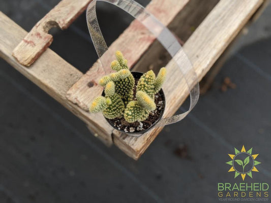 Opuntia Microdasys 'Bunny Ears'