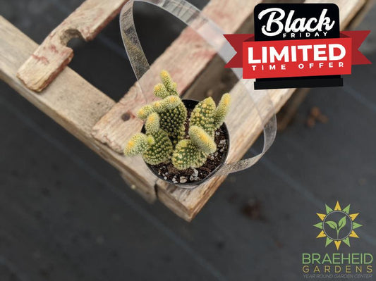 Opuntia Microdasys 'Bunny Ears'