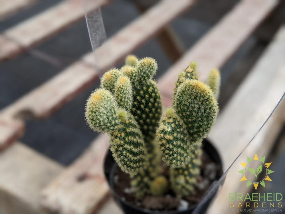 Opuntia Microdasys 'Bunny Ears'
