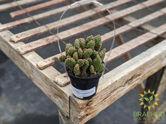 Opuntia rufida Minima Montrose