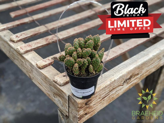 Opuntia rufida Minima Montrose