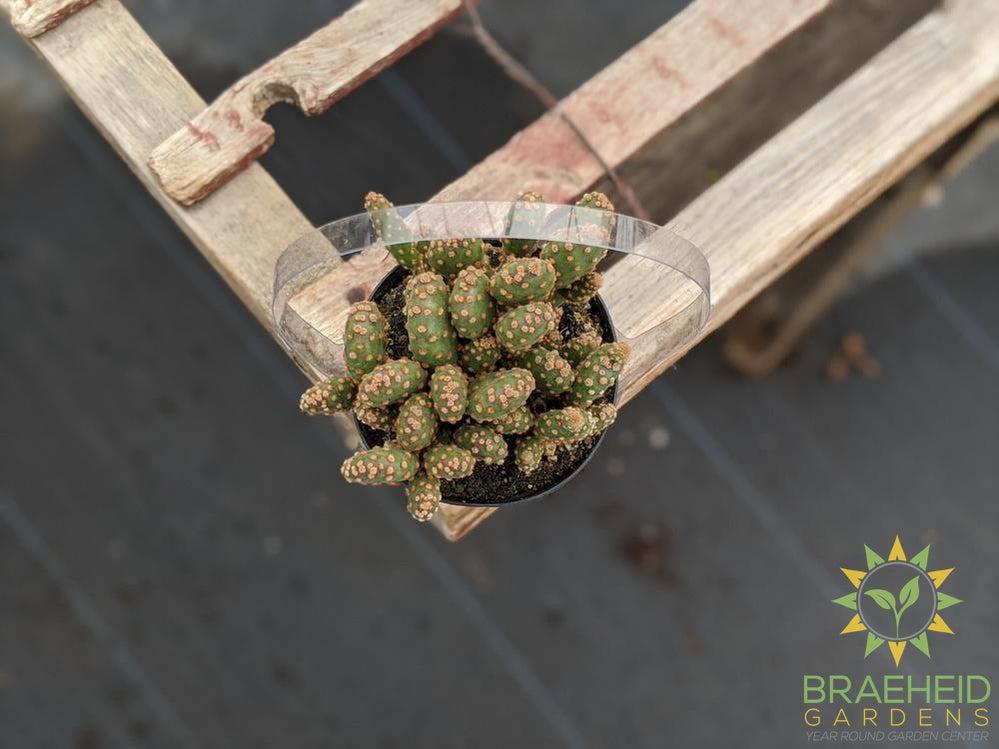Opuntia rufida Minima Montrose