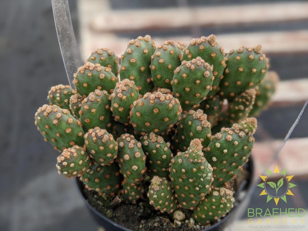Opuntia rufida Minima Montrose