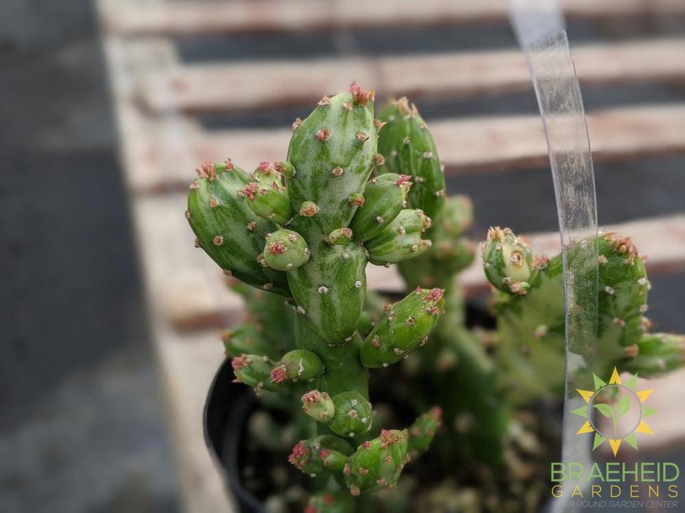 Opuntia Monocantha Montrose Variegata
