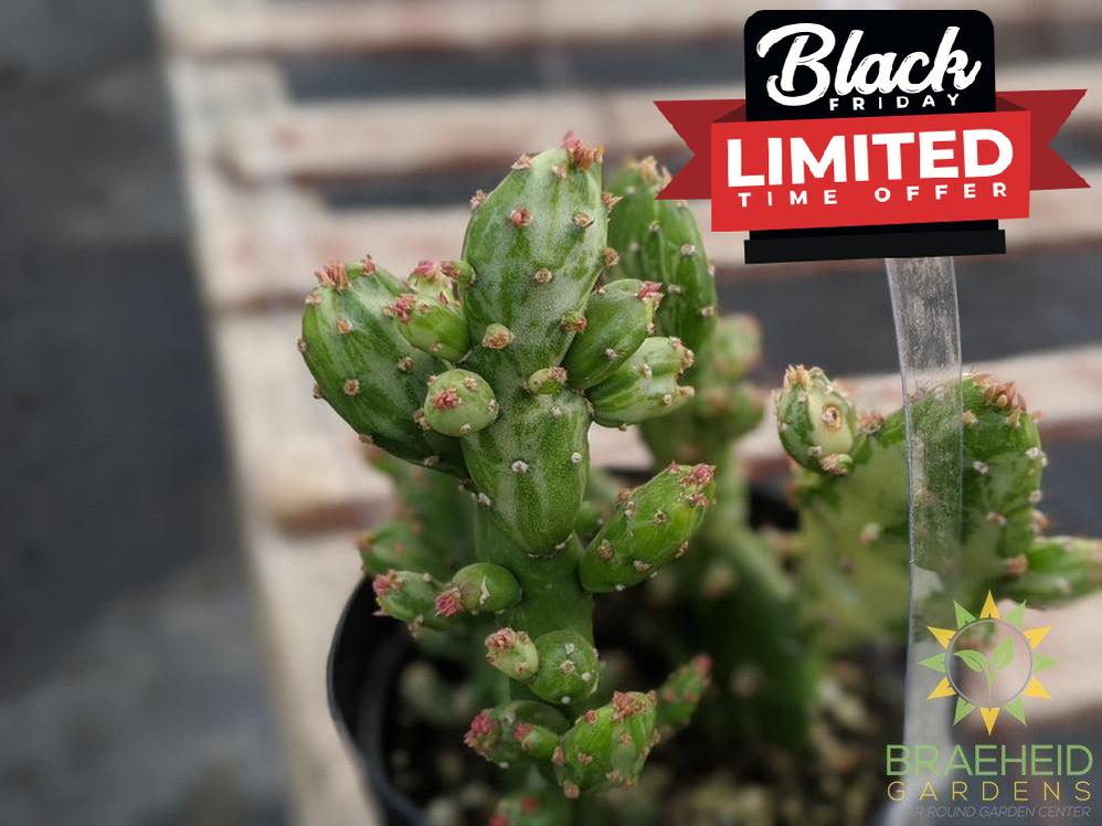 Opuntia Monocantha Montrose Variegata