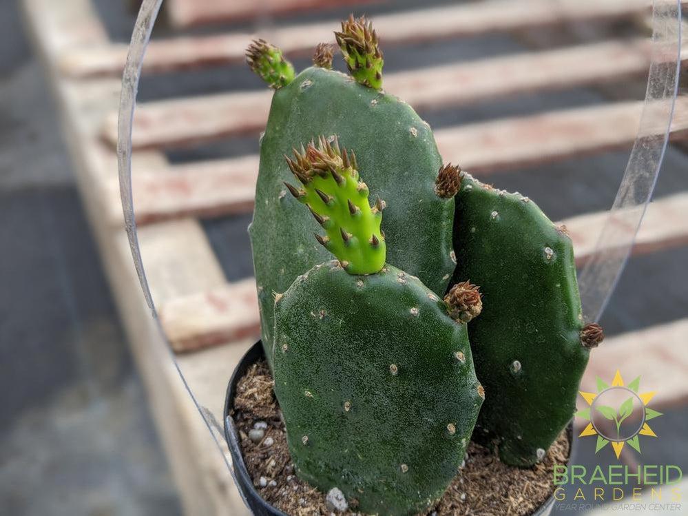 Opuntia 'Emerald Wave'