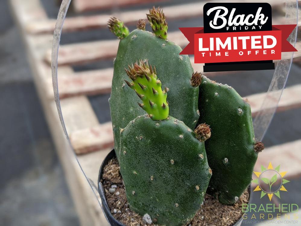 Opuntia 'Emerald Wave'