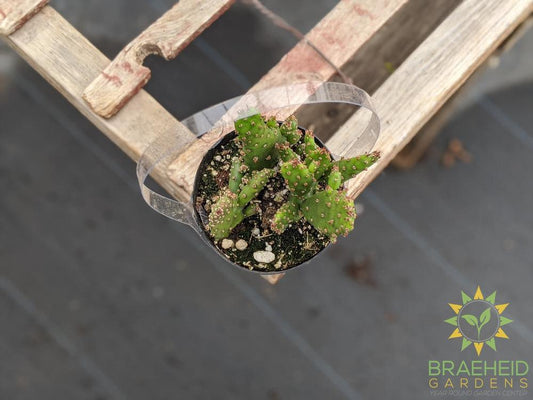 Opuntia Monocantha Montrose