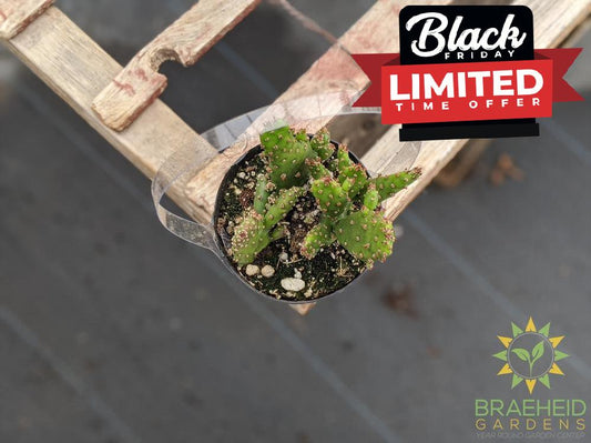 Opuntia Monocantha Montrose