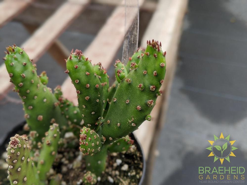 Opuntia Monocantha Montrose
