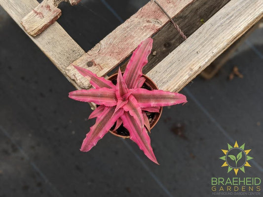 Earth Star Cryptanthus