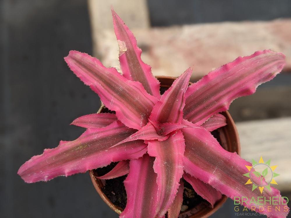 Earth Star Cryptanthus