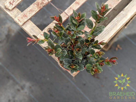 Goldfish Shady Lady Heidy