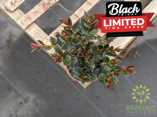 Goldfish Shady Lady Heidy