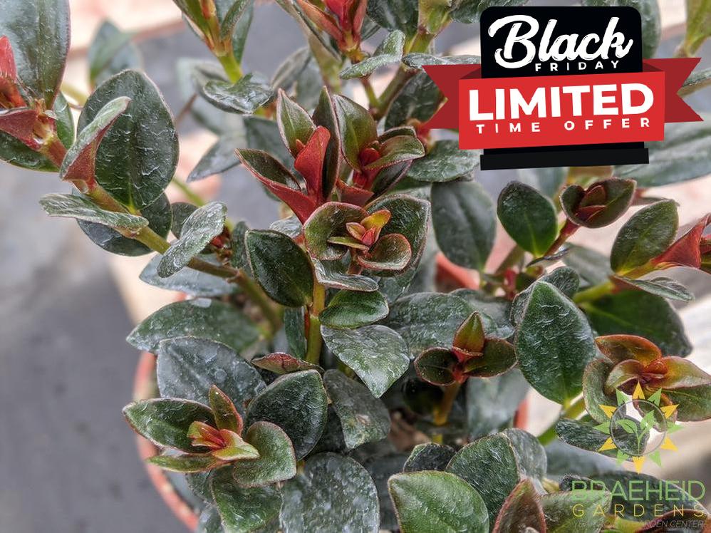 Goldfish Shady Lady Heidy