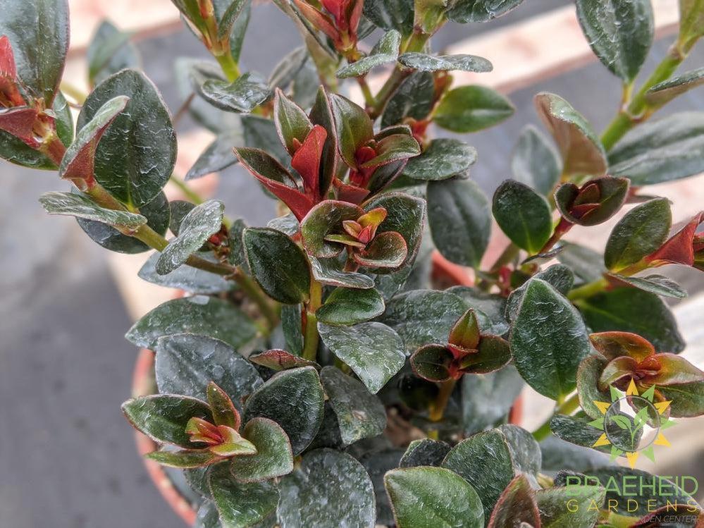 Goldfish Shady Lady Heidy