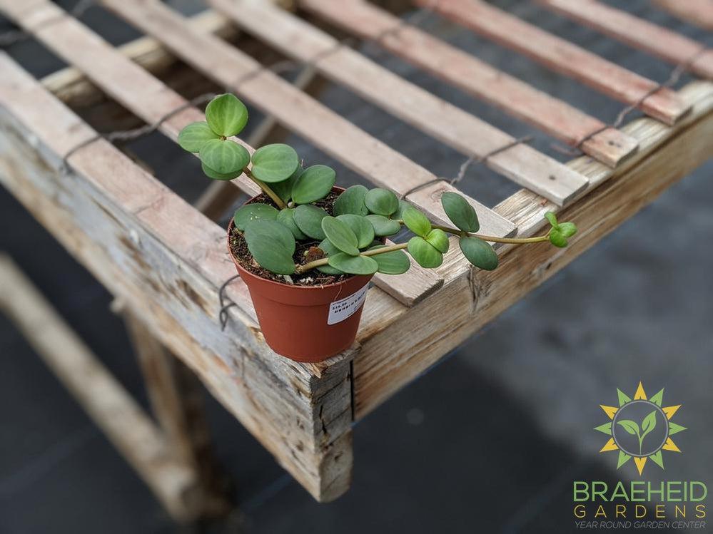 Peperomia Hope