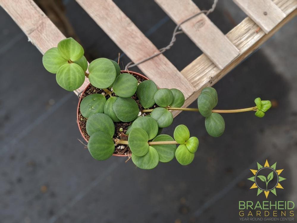 Peperomia Hope
