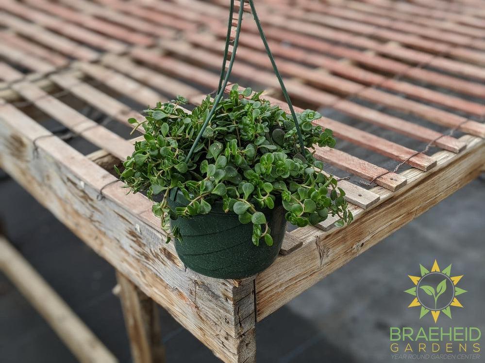 Chinese Sedum Hanging Basket