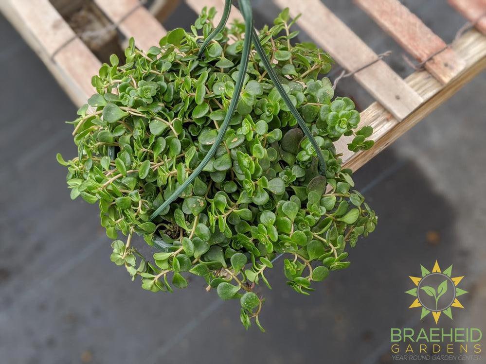 Chinese Sedum Hanging Basket
