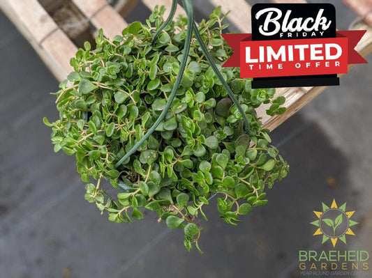 Chinese Sedum Hanging Basket