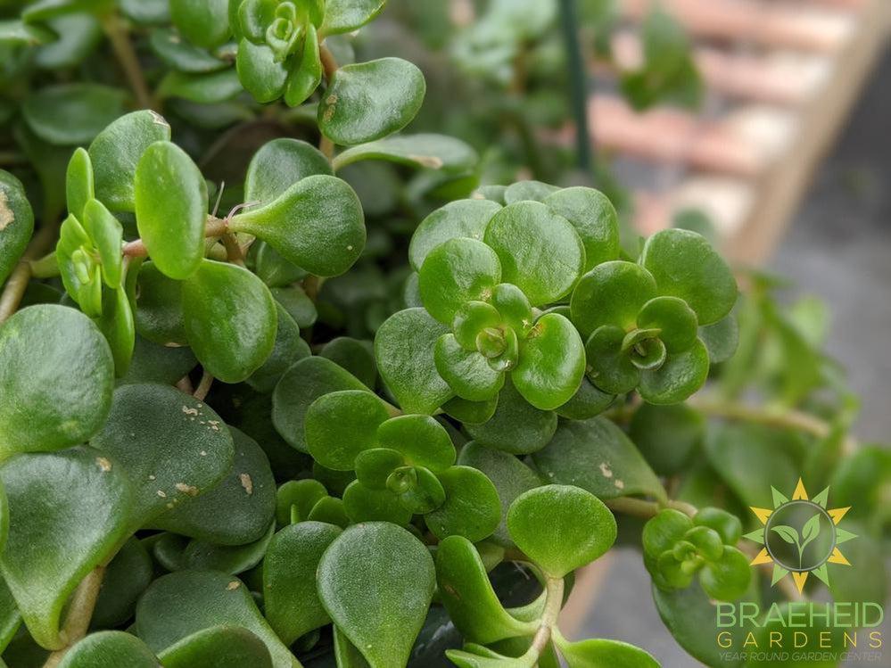 Chinese Sedum Hanging Basket