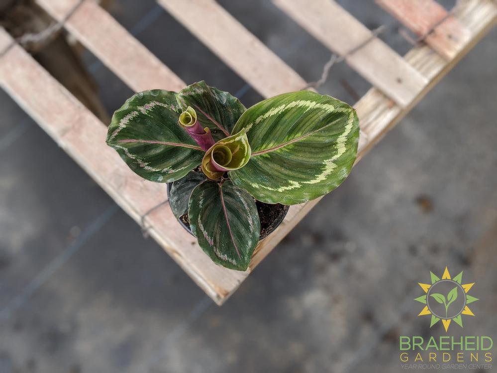 Calathea Medallion
