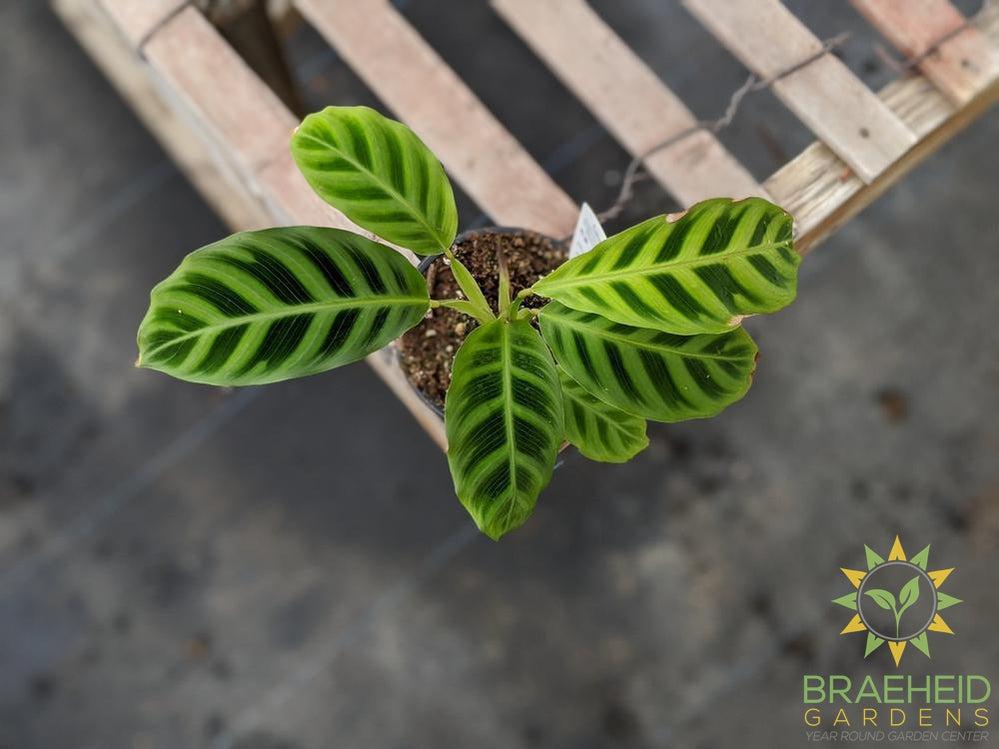 Calathea Zebrina