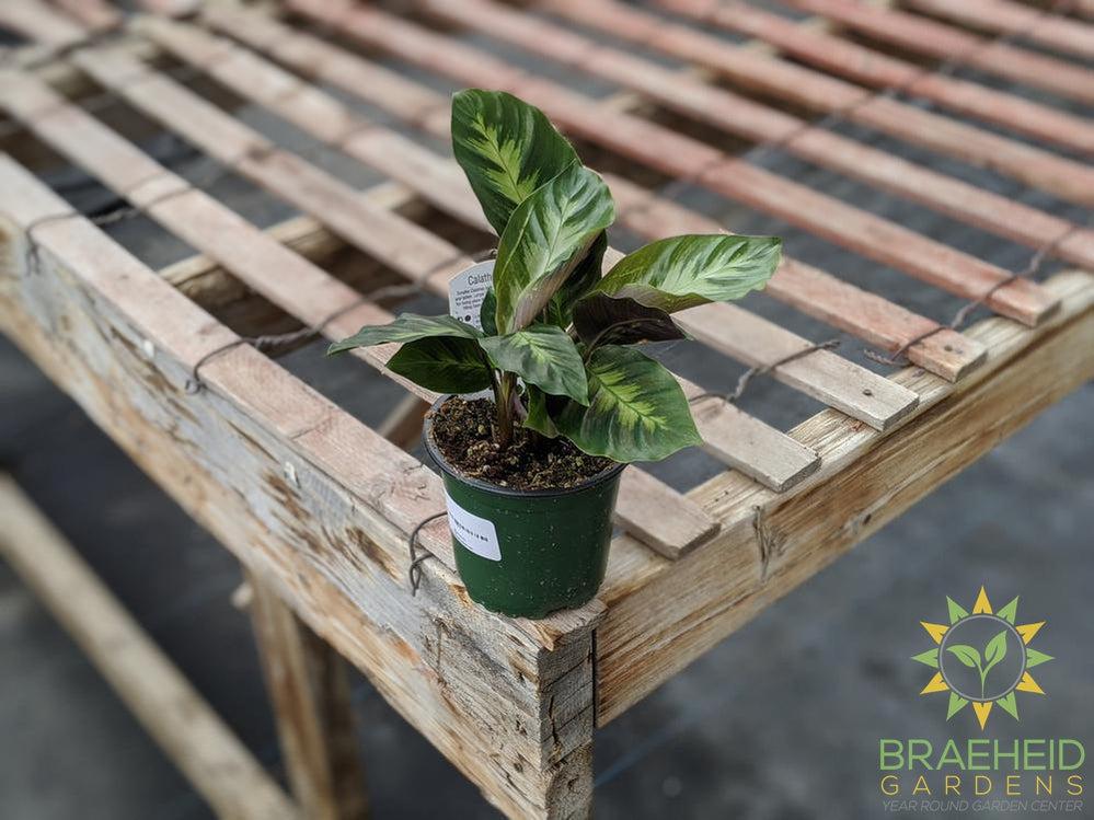 Calathea Misto