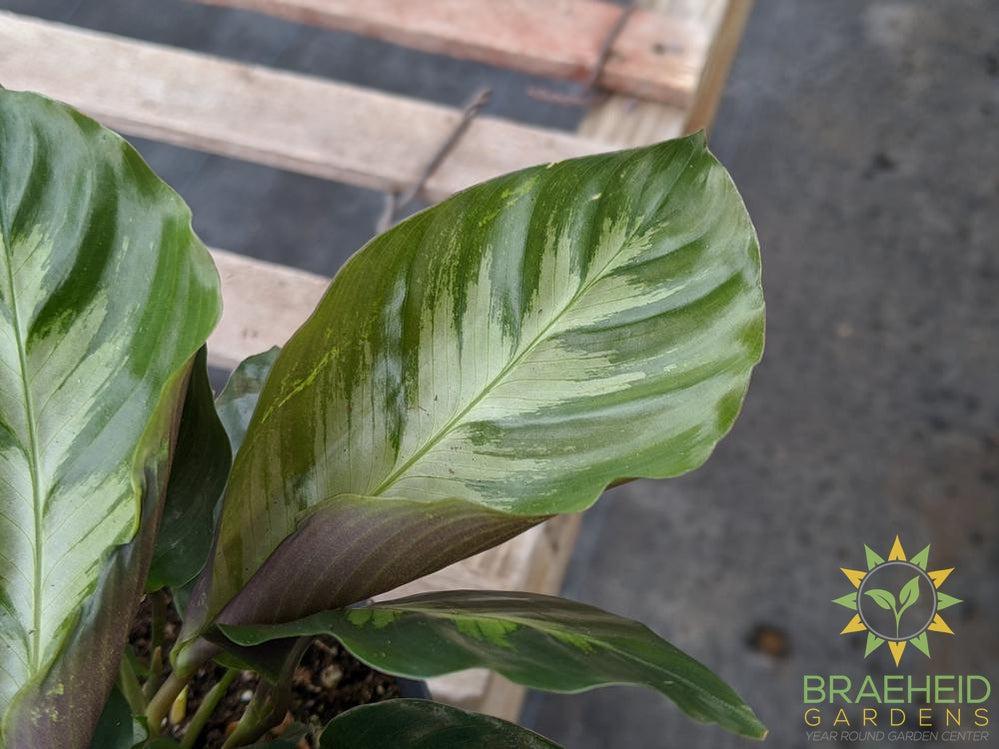 Calathea Misto