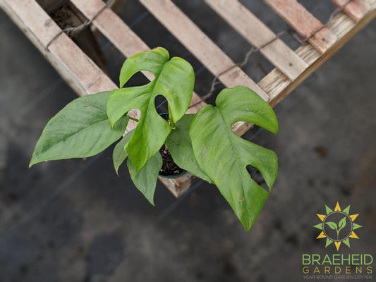 Mini Monstera Leaf Tetrasperma | order online Canada